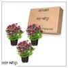 Live Flowering Hardy Chrysanthemum - Purple (3 Plants Per Pack) - Colorful Fall Mums - 10" Tall by 6" Wide in 1 Qt Pot - Image 10