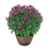 Live Hardy Chrysanthemum in Whiskey Barrel - Purple - Colorful Fall Mums - 15" Tall by 12" Wide in 1.15 Gal Deco Pot