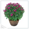 Live Hardy Chrysanthemum in Whiskey Barrel - Purple - Colorful Fall Mums - 15" Tall by 12" Wide in 1.15 Gal Deco Pot - Image 2