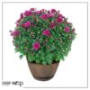 Live Hardy Chrysanthemum in Whiskey Barrel - Purple - Colorful Fall Mums - 15" Tall by 12" Wide in 1.15 Gal Deco Pot - Image 11