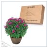 Live Hardy Chrysanthemum in Whiskey Barrel - Purple - Colorful Fall Mums - 15" Tall by 12" Wide in 1.15 Gal Deco Pot - Image 6