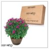 Live Hardy Chrysanthemum in Whiskey Barrel - Purple - Colorful Fall Mums - 15" Tall by 12" Wide in 1.15 Gal Deco Pot - Image 14