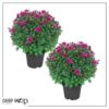 Live Flowering Hardy Chrysanthemum - Purple (2 Plants Per Pack) - Beautiful Fall Color - 15" Tall by 12" Wide in 3 Quart Pot - Image 10