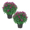 Live Flowering Hardy Chrysanthemum - Purple (2 Plants Per Pack) - Beautiful Fall Color - 15" Tall by 12" Wide in 3 Quart Pot - Image 11