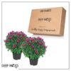 Live Flowering Hardy Chrysanthemum - Purple (2 Plants Per Pack) - Beautiful Fall Color - 15" Tall by 12" Wide in 3 Quart Pot - Image 12