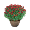 Live Hardy Chrysanthemum in Whiskey Barrel - Red - Colorful Fall Mums - 15" Tall by 12" Wide in 1.15 Gal Deco Pot