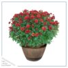 Live Hardy Chrysanthemum in Whiskey Barrel - Red - Colorful Fall Mums - 15" Tall by 12" Wide in 1.15 Gal Deco Pot - Image 2