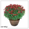 Live Hardy Chrysanthemum in Whiskey Barrel - Red - Colorful Fall Mums - 15" Tall by 12" Wide in 1.15 Gal Deco Pot - Image 10