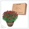 Live Hardy Chrysanthemum in Whiskey Barrel - Red - Colorful Fall Mums - 15" Tall by 12" Wide in 1.15 Gal Deco Pot - Image 6