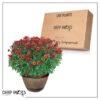 Live Hardy Chrysanthemum in Whiskey Barrel - Red - Colorful Fall Mums - 15" Tall by 12" Wide in 1.15 Gal Deco Pot - Image 13