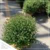 Live Hardy Chrysanthemum in Whiskey Barrel - Red - Colorful Fall Mums - 15" Tall by 12" Wide in 1.15 Gal Deco Pot - Image 8