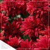 Live Hardy Chrysanthemums in White Pumpkin Deco Pot - Red Mums (2 Plants Per Pack), Beautiful Fall Color, 15" Tall by 12" Wide - Image 5