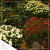 Live Hardy Chrysanthemums in White Pumpkin Deco Pot - Red Mums (2 Plants Per Pack), Beautiful Fall Color, 15" Tall by 12" Wide - Image 8