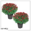 Live Flowering Hardy Chrysanthemum - Red (2 Plants Per Pack) - Beautiful Fall Color - 15" Tall by 12" Wide in 3 Quart Pot - Image 9