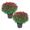 Live Flowering Hardy Chrysanthemum - Red (2 Plants Per Pack) - Beautiful Fall Color - 15" Tall by 12" Wide in 3 Quart Pot - Image 10