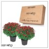 Live Flowering Hardy Chrysanthemum - Red (2 Plants Per Pack) - Beautiful Fall Color - 15" Tall by 12" Wide in 3 Quart Pot - Image 12
