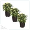 Live Flowering Hardy Chrysanthemum - White (3 Plants Per Pack) - Colorful Fall Mums - 10" Tall by 6" Wide in 1 Qt Pot - Image 2