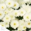 Live Hardy Chrysanthemum in Orange Pumpkin Pot - White - Colorful Fall Mums - 15" Tall by 12" Wide in 3 Qt Deco Pot - Image 3