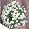 Live Hardy Chrysanthemum in Orange Pumpkin Pot - White - Colorful Fall Mums - 15" Tall by 12" Wide in 3 Qt Deco Pot - Image 6