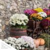 Live Hardy Chrysanthemum in Orange Pumpkin Pot - White - Colorful Fall Mums - 15" Tall by 12" Wide in 3 Qt Deco Pot - Image 7