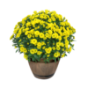 Live Hardy Chrysanthemum in Whiskey Barrel - Yellow - Colorful Fall Mums - 15" Tall by 12" Wide in 1.15 Gal Deco Pot
