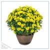 Live Hardy Chrysanthemum in Whiskey Barrel - Yellow - Colorful Fall Mums - 15" Tall by 12" Wide in 1.15 Gal Deco Pot - Image 2
