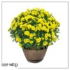Live Hardy Chrysanthemum in Whiskey Barrel - Yellow - Colorful Fall Mums - 15" Tall by 12" Wide in 1.15 Gal Deco Pot - Image 10