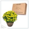 Live Hardy Chrysanthemum in Whiskey Barrel - Yellow - Colorful Fall Mums - 15" Tall by 12" Wide in 1.15 Gal Deco Pot - Image 6