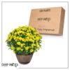 Live Hardy Chrysanthemum in Whiskey Barrel - Yellow - Colorful Fall Mums - 15" Tall by 12" Wide in 1.15 Gal Deco Pot - Image 13