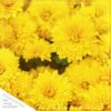 Live Flowering Hardy Chrysanthemum in Wicker Basket - Yellow - Beautiful Fall Color - 15" Tall by 12" Wide in 3 Quart Pot - Image 3