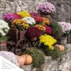 Live Flowering Hardy Chrysanthemum in Wicker Basket - Yellow - Beautiful Fall Color - 15" Tall by 12" Wide in 3 Quart Pot - Image 7