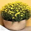 Live Hardy Chrysanthemum in Orange Pumpkin Pot - Yellow - Colorful Fall Mums - 15" Tall by 12" Wide in 3 Qt Deco Pot - Image 6