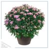 Live Flowering Hardy Chrysanthemum in Bronze Chic Planter - Pink - Beautiful Fall Color - 15" Tall by 12" Wide in 3 Qt Deco Pot - Image 2