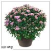 Live Flowering Hardy Chrysanthemum in Bronze Chic Planter - Pink - Beautiful Fall Color - 15" Tall by 12" Wide in 3 Qt Deco Pot - Image 7