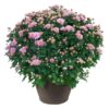 Live Flowering Hardy Chrysanthemum in Bronze Chic Planter - Pink - Beautiful Fall Color - 15" Tall by 12" Wide in 3 Qt Deco Pot
