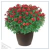 Live Flowering Hardy Chrysanthemum in Bronze Chic Planter - Red - Beautiful Fall Color - 15" Tall by 12" Wide in 3 Qt Deco Pot - Image 2