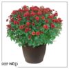 Live Flowering Hardy Chrysanthemum in Bronze Chic Planter - Red - Beautiful Fall Color - 15" Tall by 12" Wide in 3 Qt Deco Pot - Image 7