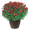 Live Flowering Hardy Chrysanthemum in Bronze Chic Planter - Red - Beautiful Fall Color - 15" Tall by 12" Wide in 3 Qt Deco Pot