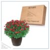Live Flowering Hardy Chrysanthemum in Bronze Chic Planter - Red - Beautiful Fall Color - 15" Tall by 12" Wide in 3 Qt Deco Pot - Image 5
