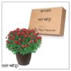 Live Flowering Hardy Chrysanthemum in Bronze Chic Planter - Red - Beautiful Fall Color - 15" Tall by 12" Wide in 3 Qt Deco Pot - Image 10