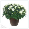Live Flowering Hardy Chrysanthemum in Bronze Chic Planter - White - Beautiful Fall Color - 15" Tall by 12" Wide in 3 Qt Deco Pot - Image 2