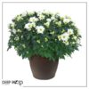 Live Flowering Hardy Chrysanthemum in Bronze Chic Planter - White - Beautiful Fall Color - 15" Tall by 12" Wide in 3 Qt Deco Pot - Image 6