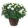 Live Flowering Hardy Chrysanthemum in Bronze Chic Planter - White - Beautiful Fall Color - 15" Tall by 12" Wide in 3 Qt Deco Pot