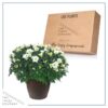 Live Flowering Hardy Chrysanthemum in Bronze Chic Planter - White - Beautiful Fall Color - 15" Tall by 12" Wide in 3 Qt Deco Pot - Image 5