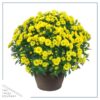 Live Flowering Hardy Chrysanthemum in Bronze Chic Planter - Yellow - Beautiful Fall Color - 15" Tall by 12" Wide in 3 Qt Deco Pot - Image 2