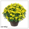Live Flowering Hardy Chrysanthemum in Bronze Chic Planter - Yellow - Beautiful Fall Color - 15" Tall by 12" Wide in 3 Qt Deco Pot - Image 8