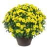 Live Flowering Hardy Chrysanthemum in Bronze Chic Planter - Yellow - Beautiful Fall Color - 15" Tall by 12" Wide in 3 Qt Deco Pot