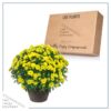 Live Flowering Hardy Chrysanthemum in Bronze Chic Planter - Yellow - Beautiful Fall Color - 15" Tall by 12" Wide in 3 Qt Deco Pot - Image 5