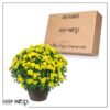 Live Flowering Hardy Chrysanthemum in Bronze Chic Planter - Yellow - Beautiful Fall Color - 15" Tall by 12" Wide in 3 Qt Deco Pot - Image 11