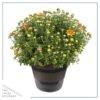 Live Hardy Chrysanthemum in Deco Wine Barrel - Orange - Colorful Fall Mums - 15" Tall by 12" Wide in 3 Qt Deco Pot - Image 2